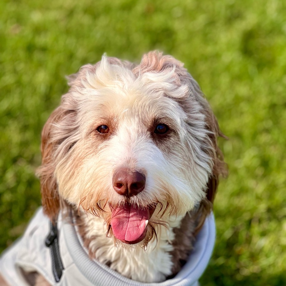 Meet your Posher, Amber